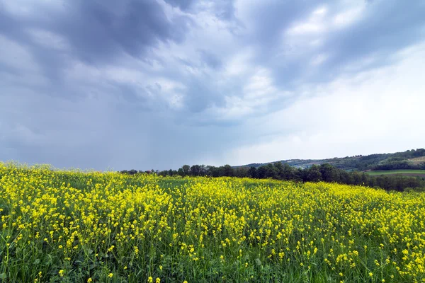 Gult fält raps i blom med blå himmel och vita moln — Stockfoto