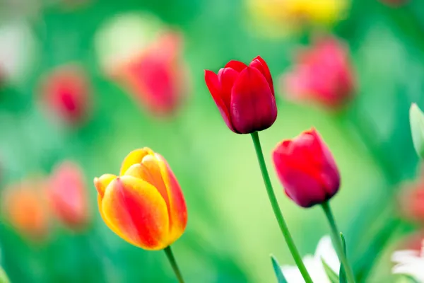 Hermosos tulipanes de cerca — Foto de Stock