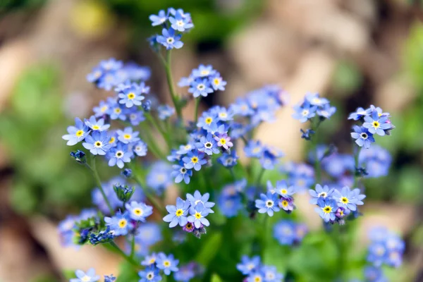 Flores azules —  Fotos de Stock