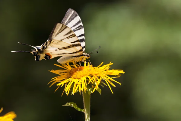 Vlinder aan een gele daisy — Stockfoto