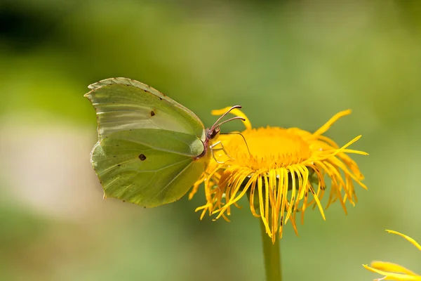 Mariposa en una margarita amarilla — Foto de Stock