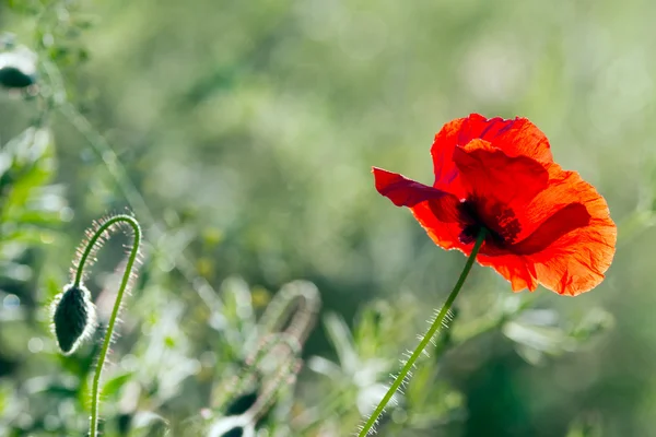 Poppies on green field — Stock Photo, Image