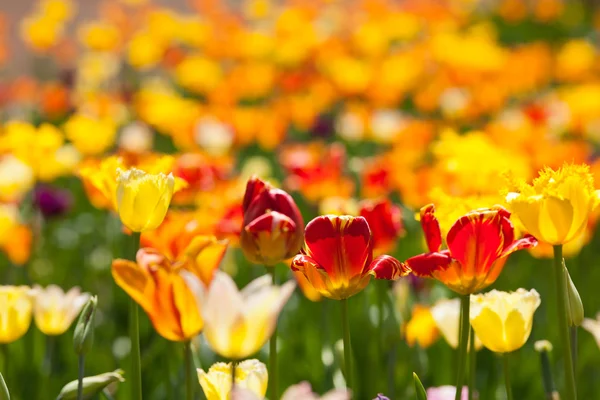 Veelkleurige van mooie tulpen — Stockfoto