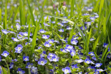 çimenlerin üzerinde çiy damlaları