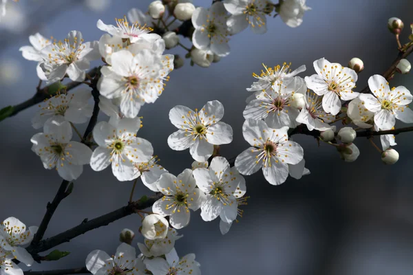 Цветение весной — стоковое фото