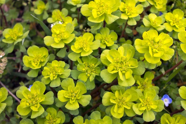 Hermosas flores en primavera — Foto de Stock