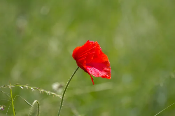 Amapolas, primavera — Foto de Stock