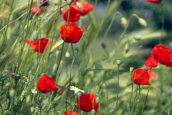 Poppies, spring — Stock Photo, Image