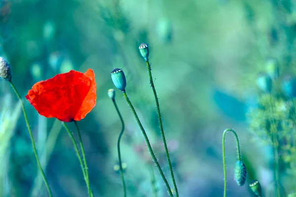 Poppies, Bahar — Stok fotoğraf