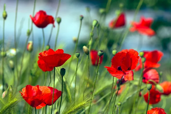 Poppies, Bahar — Stok fotoğraf