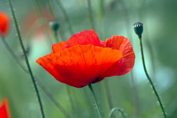 Amapolas, primavera — Foto de Stock