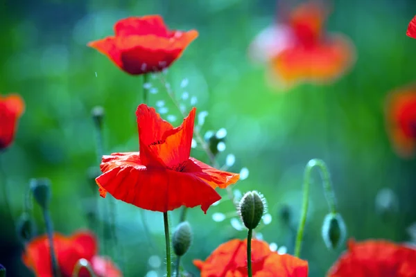 Papoilas, primavera — Fotografia de Stock