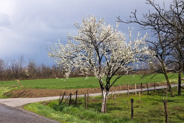 Květy na jaře — Stock fotografie