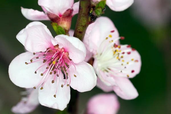 Blossom in spring — Stock Photo, Image