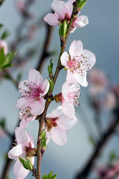 Blossom in spring — Stock Photo, Image