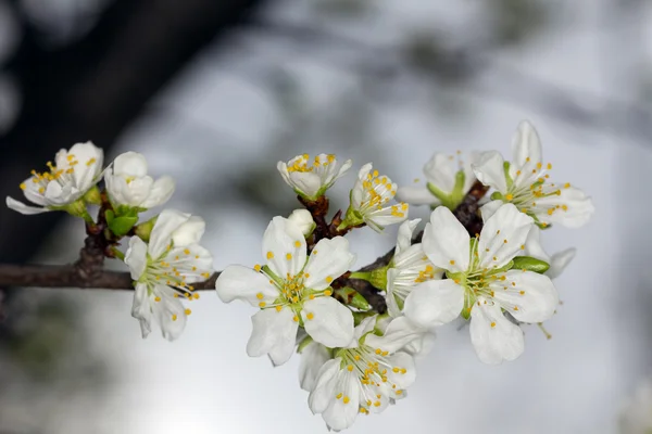 Blütezeit im Frühling — Stockfoto