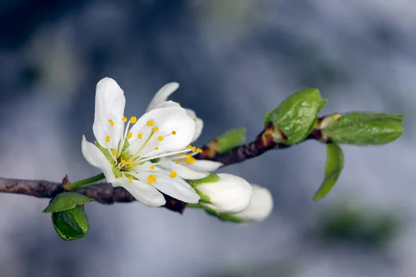 Blütezeit im Frühling — Stockfoto