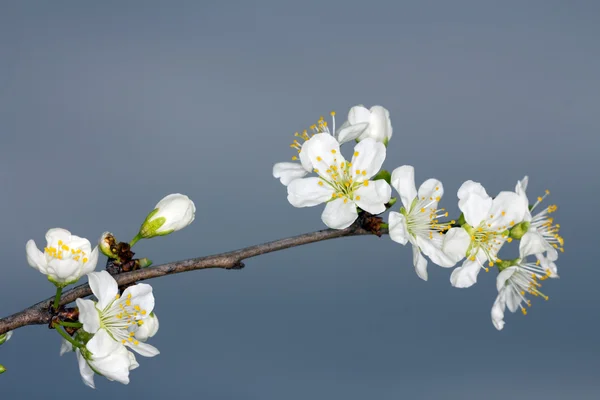 Blütezeit im Frühling — Stockfoto