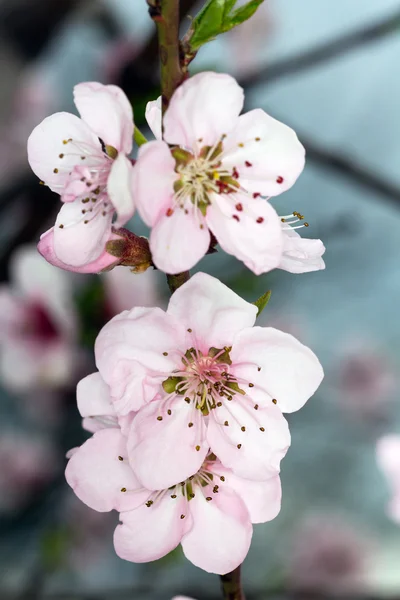 Blossom in spring — Stock Photo, Image