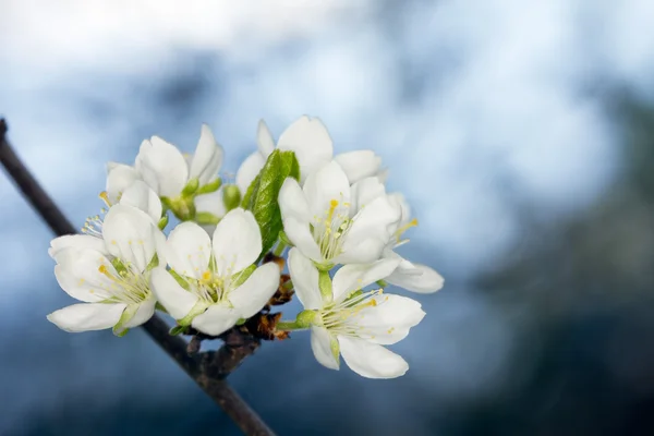 Květy na jaře — Stock fotografie