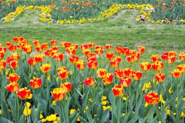 İlkbaharda güzel çiçekler