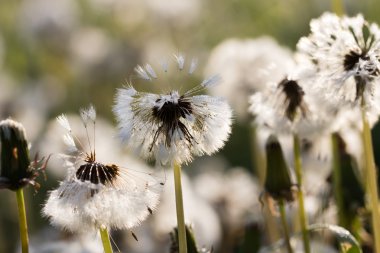 çimenlerin üzerinde çiy damlaları