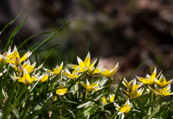 Blumen, Frühling — Stockfoto