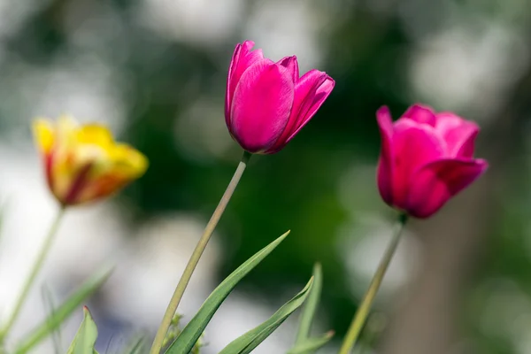 Tulips — Stock Photo, Image