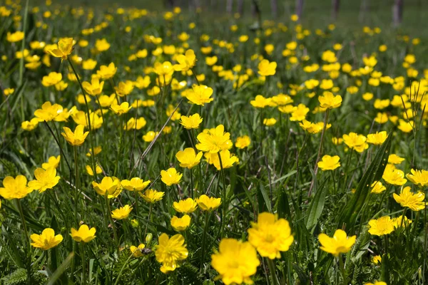 Flowers, spring — Stock Photo, Image