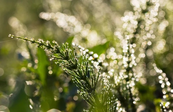 Drops of dew on grass — Stock Photo, Image