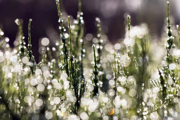 Drops of dew on grass — Stock Photo, Image