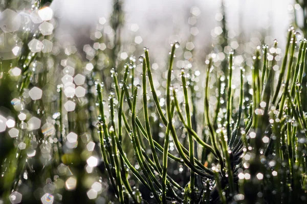 Drops of dew on grass — Stock Photo, Image