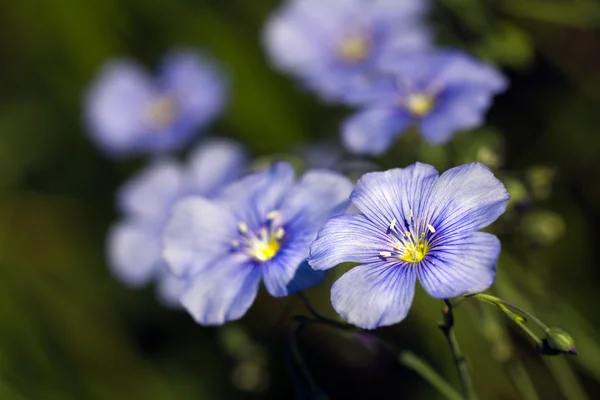 Flores, primavera —  Fotos de Stock