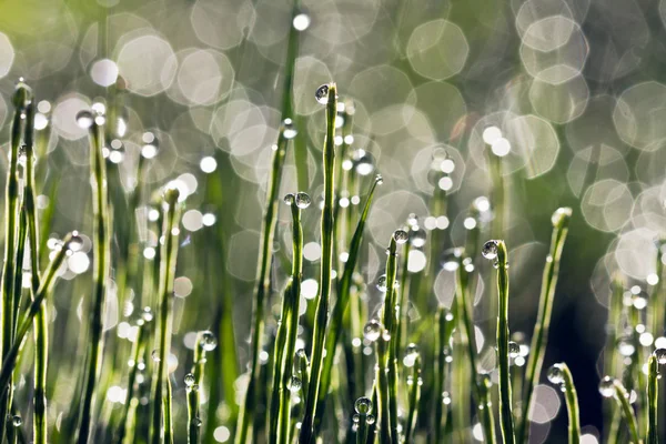 Drops of dew on grass — Stock Photo, Image