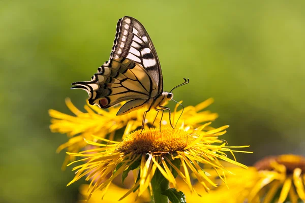 सुंदर फुलपाखरू — स्टॉक फोटो, इमेज