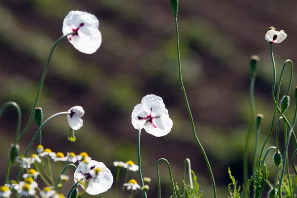 Beautiful flowers in spring — Stock Photo, Image