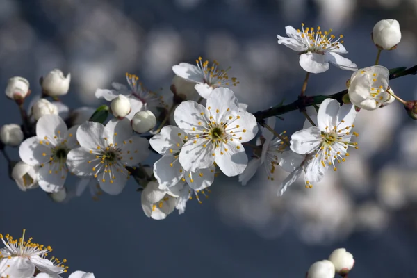 과일 꽃 — 스톡 사진