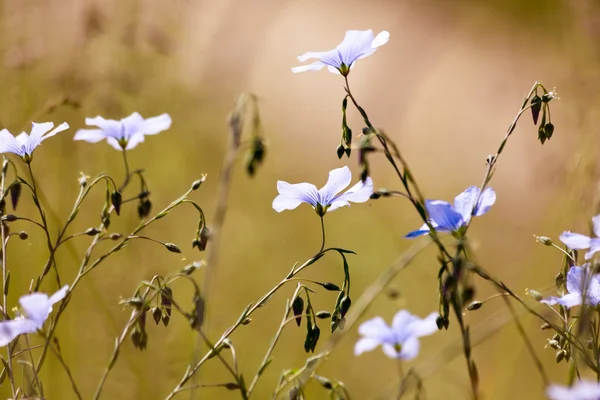 Blumen, Frühling — Stockfoto