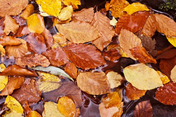 Autumn, leaves — Stock Photo, Image