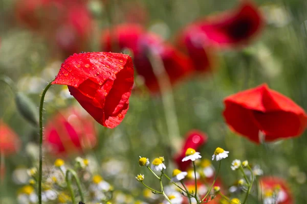 Poppies, spring — Stock Photo, Image