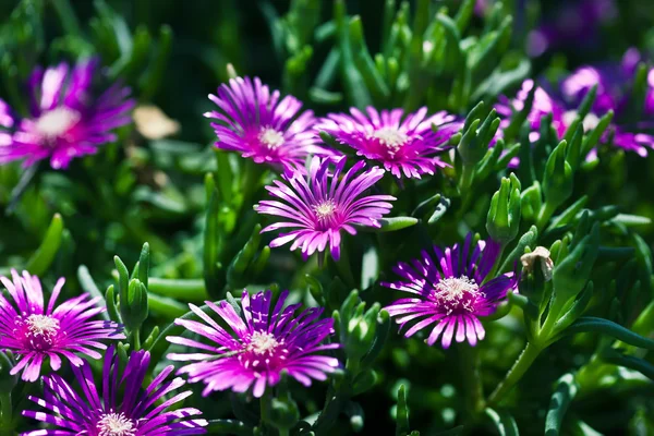 Flowers, spring — Stock Photo, Image