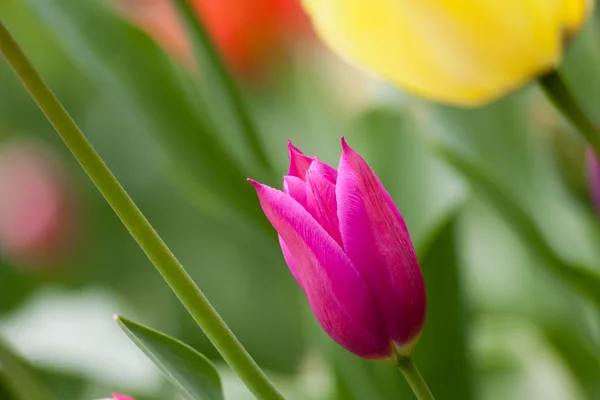 Tulpen — Stockfoto