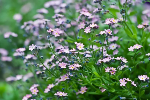 Flowers, spring — Stock Photo, Image