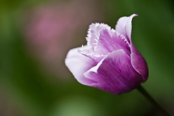Tulipanes —  Fotos de Stock