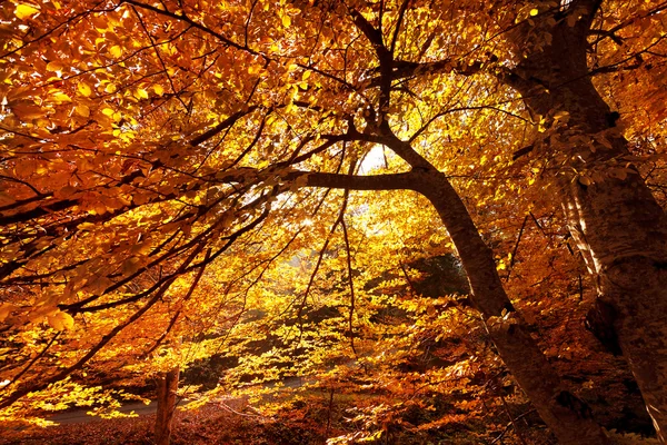 Outono, folhas — Fotografia de Stock