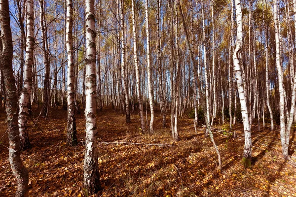 Landskap — Stockfoto