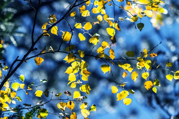 Foresta, autunno — Foto Stock
