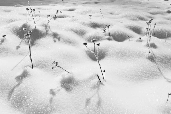Güzel kış — Stok fotoğraf