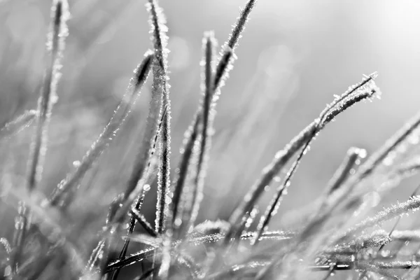 Snow grass — Stock Photo, Image