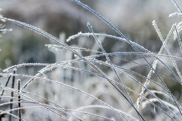 Сніг трави — стокове фото